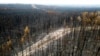 Через зміни клімату ліси у 2023 році майже не поглинули вуглекислий газ – науковці