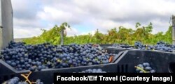 Producția de vin din România este de zece ori mai mică decât cea din Franța, Italia sau Spania