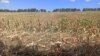 Seceta a atins peste 1,2 milioane de hectare de culturi agricole / imagine generică 