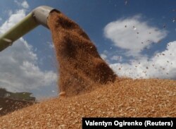 Ploile din primăvară și sistemele de irigații ale marilor fermieri au favorizat înregistrarea unor recolte record.