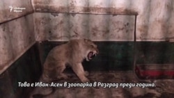 Затворниците в българските зоопаркове